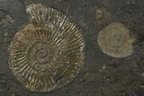 Plate of Jurassic Ammonite Fossils - Posidonia Shale, Germany #301487-2